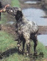 Setter Anglais SIAM DE L'ECHO DE LA FORET Setter Anglais SIAM DE L'ECHO DE LA FORET